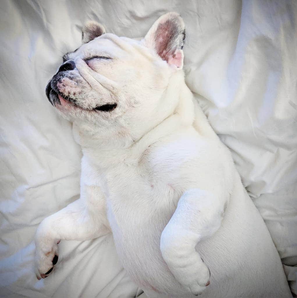 Manny The Frenchieのインスタグラム：「I love going to bed early, cuz then it's like a time machine to breakfast!!」