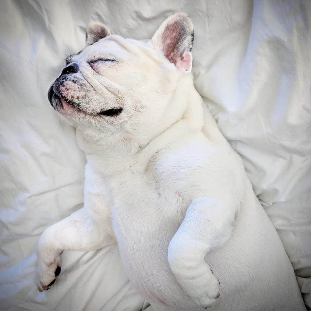 Manny The Frenchieさんのインスタグラム写真 - (Manny The FrenchieInstagram)「I love going to bed early, cuz then it's like a time machine to breakfast!!」8月29日 13時04分 - manny_the_frenchie