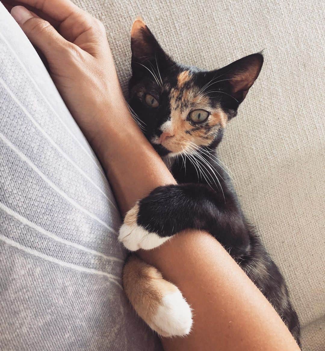Nicole Mejiaのインスタグラム：「Meet Luna 🌙 - She walked out of a bush and straight up to me as I was exiting an Uber on Saturday. It was like she chose me, and in that moment, I knew that I would love her. - #heartfull」