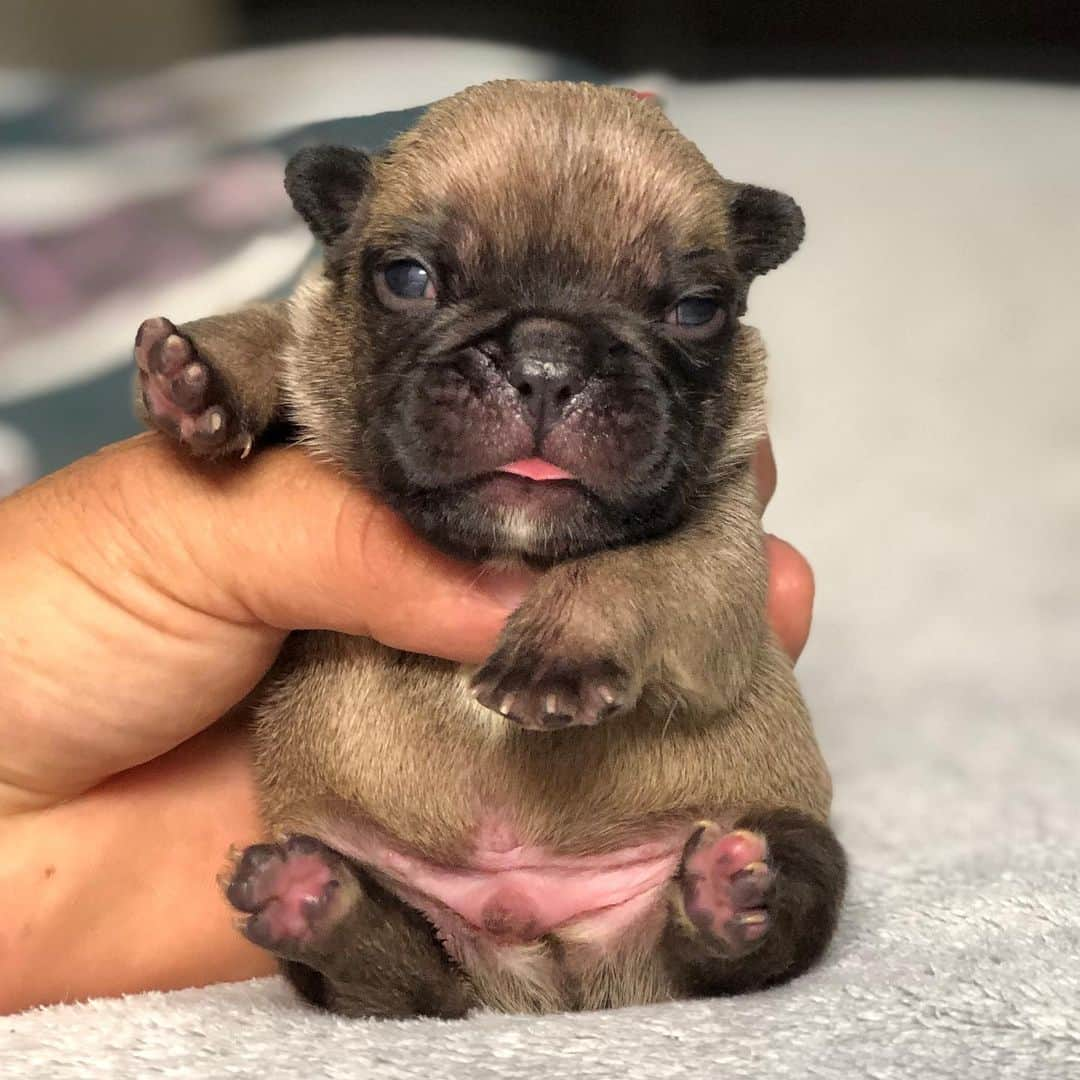 Regeneratti&Oliveira Kennelさんのインスタグラム写真 - (Regeneratti&Oliveira KennelInstagram)「Rate the cuteness 😍 #frenchie #frenchbulldog」8月29日 6時09分 - jmarcoz