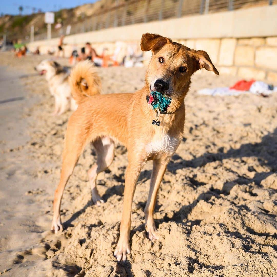 The Dogistさんのインスタグラム写真 - (The DogistInstagram)「Lucas, mix (9 m/o), Hilton Beach, Tel Aviv, Israel • “He likes everybody but he doesn’t like swimming.”」8月29日 6時55分 - thedogist