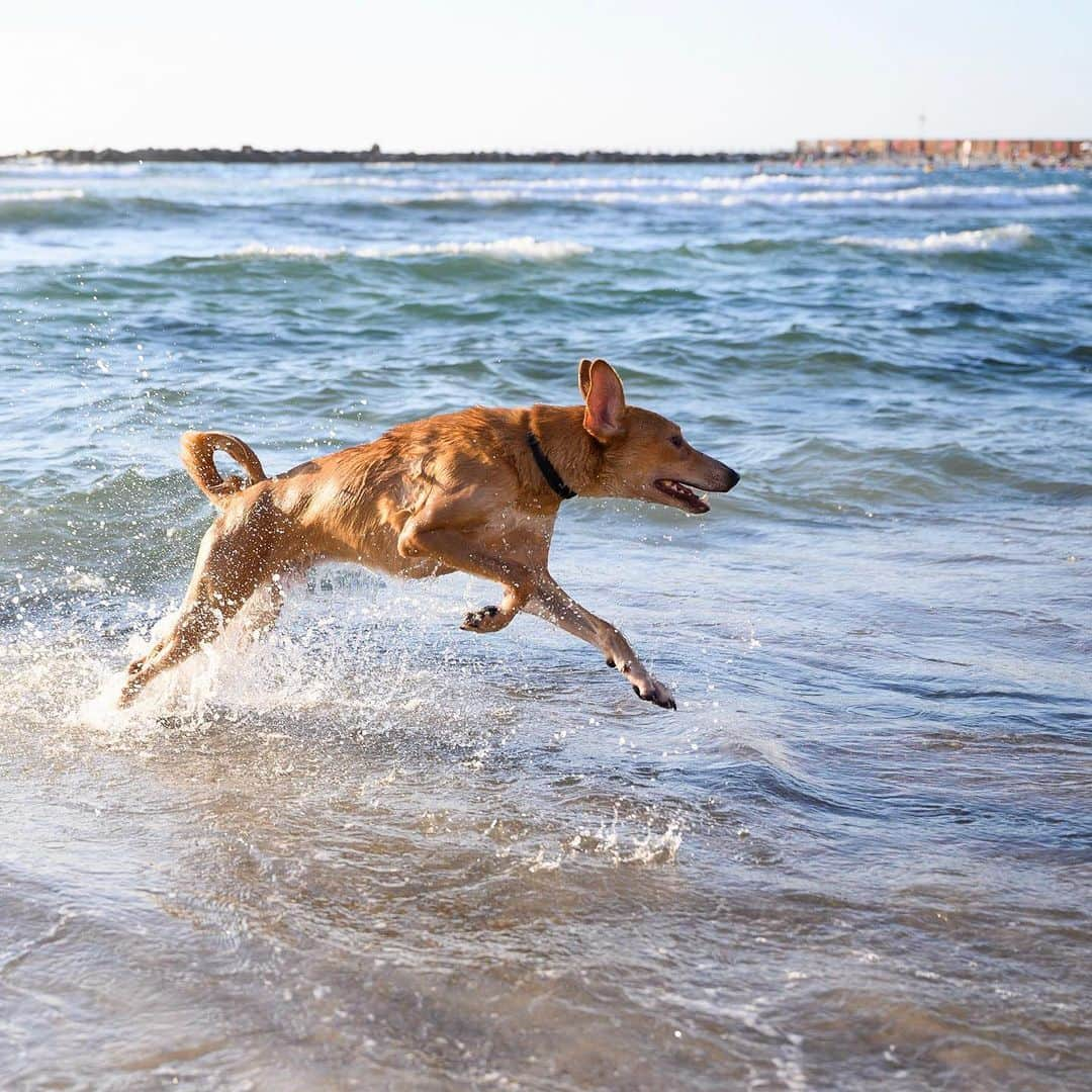 The Dogistさんのインスタグラム写真 - (The DogistInstagram)「Lucas, mix (9 m/o), Hilton Beach, Tel Aviv, Israel • “He likes everybody but he doesn’t like swimming.”」8月29日 6時55分 - thedogist