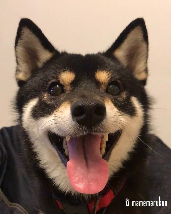 まめ丸のインスタグラム：「* * 柴犬のおもちゃ、しばぞうくん🐶 最近いちばんのおきにいり🐶💓 #ダイソーさんありがとう --------------------------------- しばぞうくんとのことブログかいたよ🐶 ストーリーかプロフィールからみてね⭐︎ * Welcome home🐶💓 I was waiting for you to come back home❣️ --------------------------------- I updated my blog🐶💓 The URL is in my profile. Please visit it if you have time❣️ * #すきすぎてニコニコ #ぜったいにわたさない #ママ買いだめしてね * #柴犬#豆柴#柴#黒柴#犬#ふわもこ部#shiba#shibainu#shibastagram#shibadog#puppy#instadog#dogstagram#dog#instashiba#petstagram#pet#cutepetclub#강아지#멍스타그램#doglover#ilovemydog#weeklyfluff#ダイソー#daiso#ダイソー購入品」