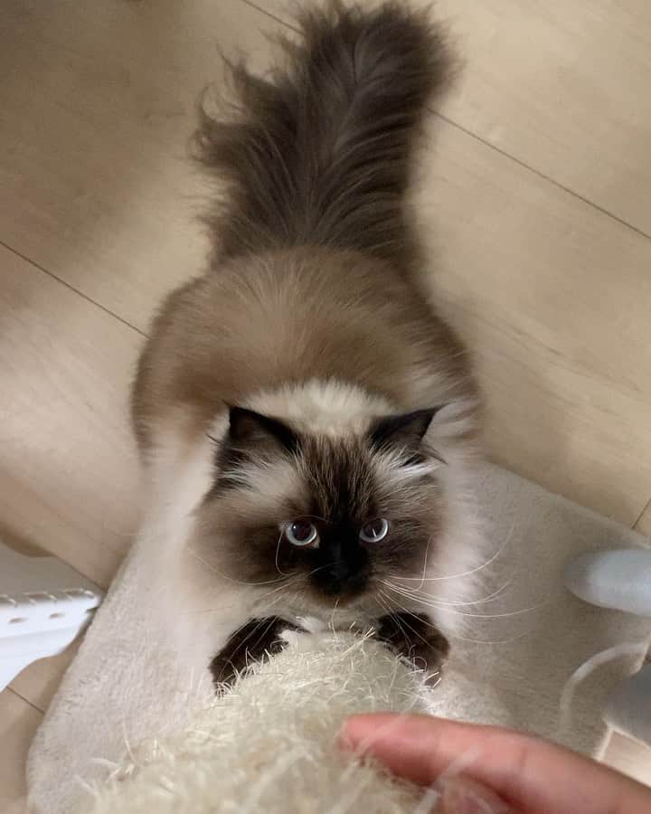 plumeのインスタグラム