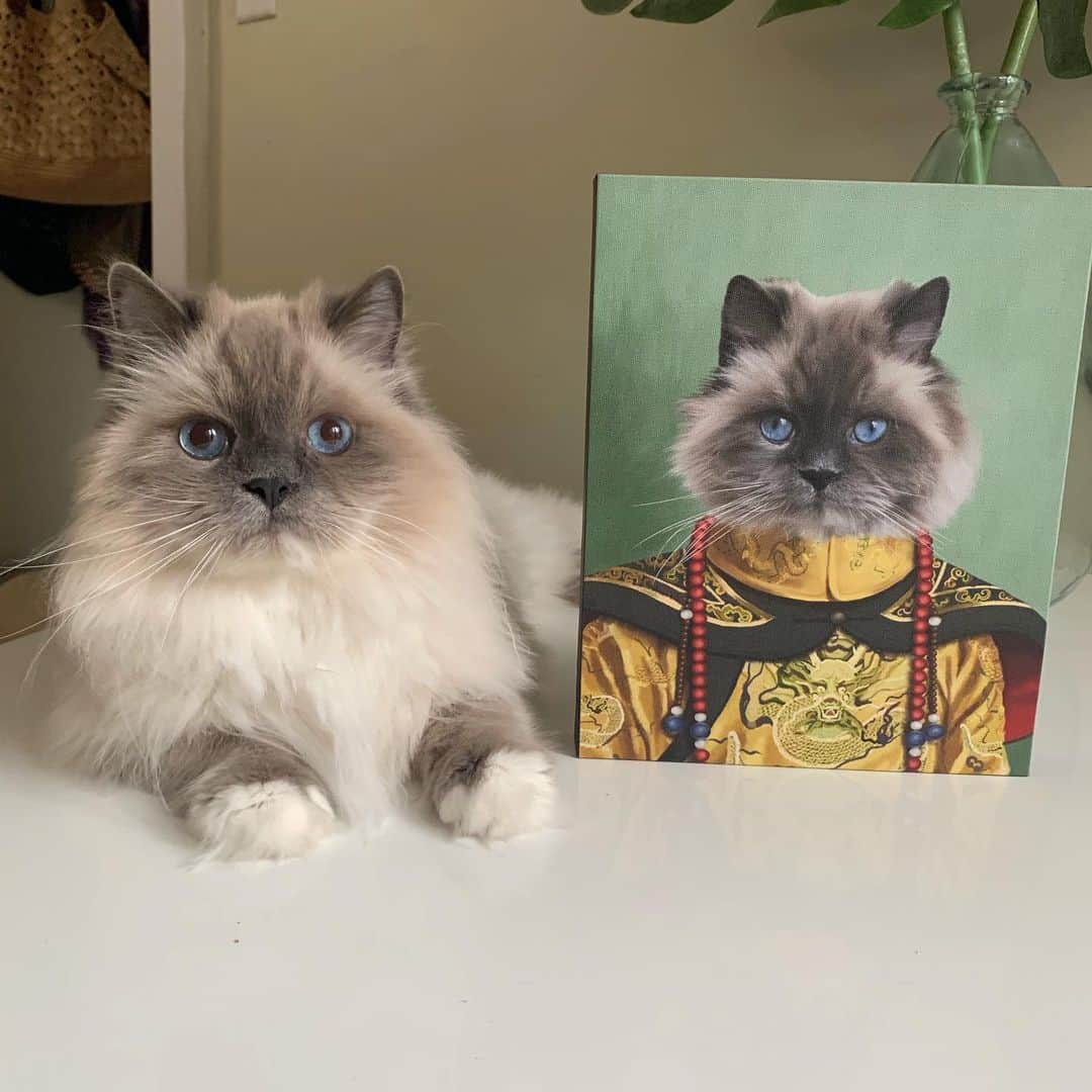 Tinaのインスタグラム：「George the Chinese Emperor and Wheezy the Geisha was made possible thanks to @crownandpaw! 👏🏻❤️ Use code CPTINA10 to save 10% off your own portrait. #crownandpaw」