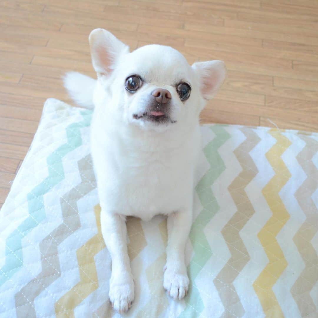 KORIKIのインスタグラム：「おはようございます♪ * #dogofsapporo #dog, #dogs, #dogstagram,#chihuahua,#犬バカ部,#チワワ,#koriki, #hanadog #白スムチ連合会, #スムチー,  #dogofthedayjp, #dogoftheday  #ilovemydog #instadog #instapet #WhiteChihuahua  #吉娃娃 #치와와  #dogsofinstagram #Chihuahualover  #ชิวาวา #チワワの輪 #barkbox #WhiteChihuahuaParty #もふもふモフモフ」
