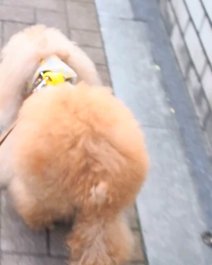Toypoodle Mikuru?Asakusa Tokyoのインスタグラム：「20190829 Thursday. Good morning! Friends 💖 今日は暑くなりそうだ🥵 . ❶ あなたの色に染めてください桃尻PR動画 ❷ オニクの日 肉活🍖 ❸ 身長差がネックです ❹ もっともっとオニク〜〜🍖 ❺❻ りっきーとあやぷーと一緒😄 . 玄関出た途端 湿度の高さに失禁するかと思いました。 そんな木曜日の朝。 今日もよろしくねッ😆😆😆 . #桃尻 #肉活 は #浅草寺」