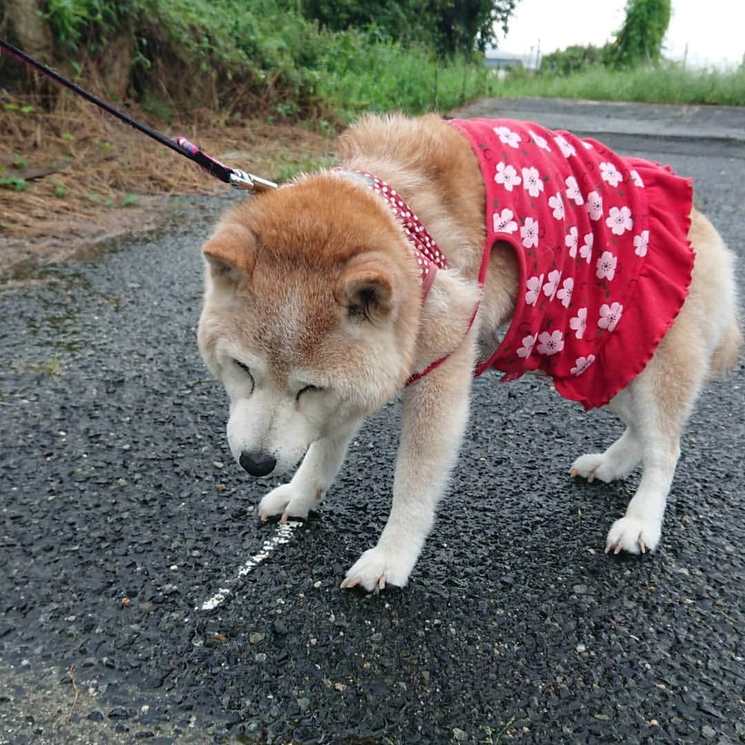 柴子さんのインスタグラム写真 - (柴子Instagram)「おはようございます。 数日降り続いた雨も今朝は小康状態。 散歩はかっぱ無しで。 スッキリ晴れたらいいのにねぇ。 #柴犬　#shibainu #shibastagram」8月29日 8時15分 - senogawadogs