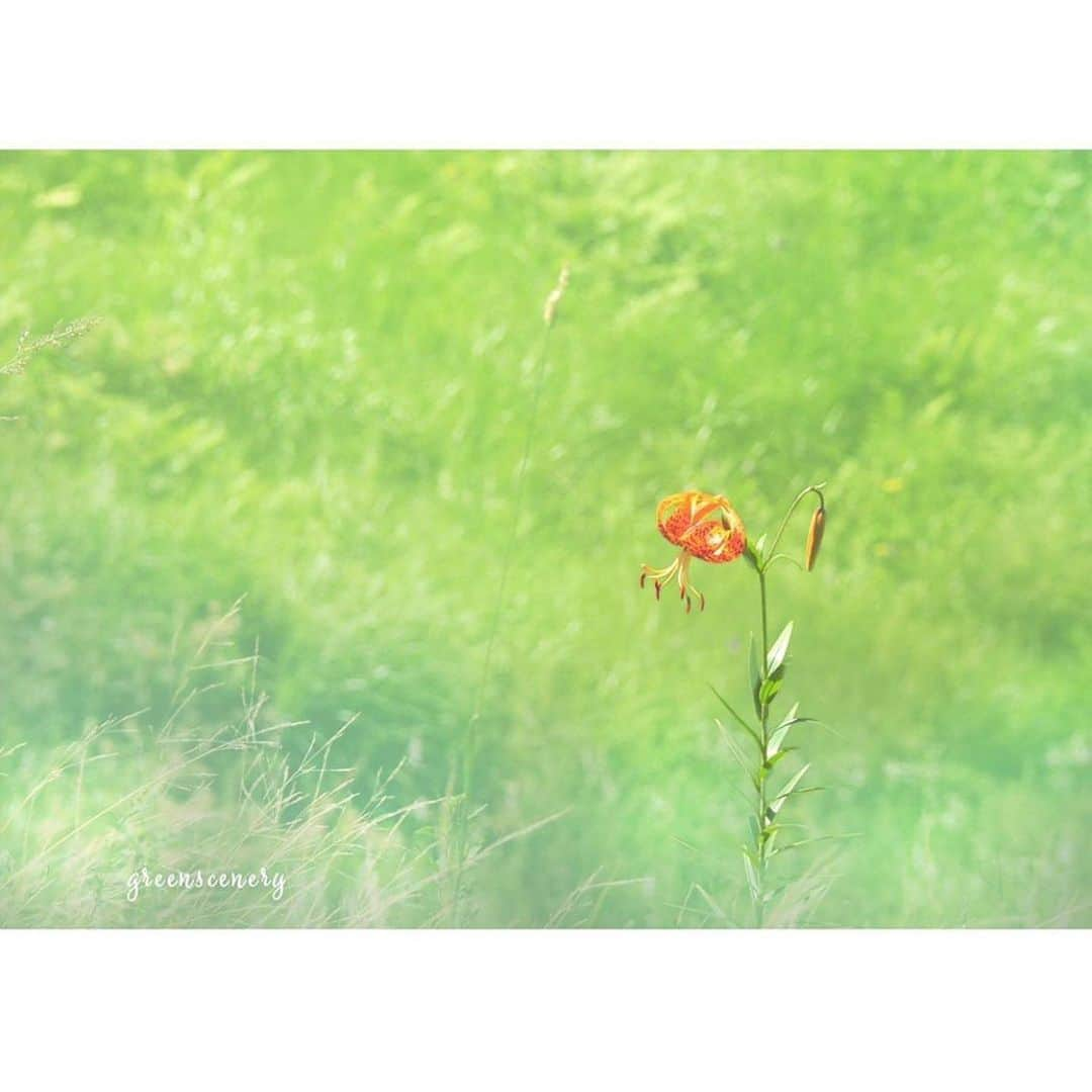 はなまっぷ❁日本の花風景さんのインスタグラム写真 - (はなまっぷ❁日本の花風景Instagram)「🌻🌺はなまっぷの夏まつり🌺🌻 * @green_scenery さんの 夏の花々に花まるを💮 * 暑さに負けずに咲き誇る素敵な夏の花々をありがとうございます😊🌺 * 見頃を過ぎた場所もご紹介させていただきます🌸お出かけの際はHP等で開花状況をご確認お願いします🙏 * 🌈•••🌺•••🌻•••🌺•••🌻•••🌺•••🌈 * 🌺はなまっぷの夏まつり🌺 〜8/31まで #はなまっぷ  のタグの中から、夏のお花のお写真をご紹介させていただきます。期間中はランダムに、複数枚投稿でもご紹介させていただく場合がございます。 * #夏#日本#花#マクロ * 🌈•••🌺•••🌻•••🌺•••🌻•••🌺•••🌈 *」8月29日 8時21分 - hanamap