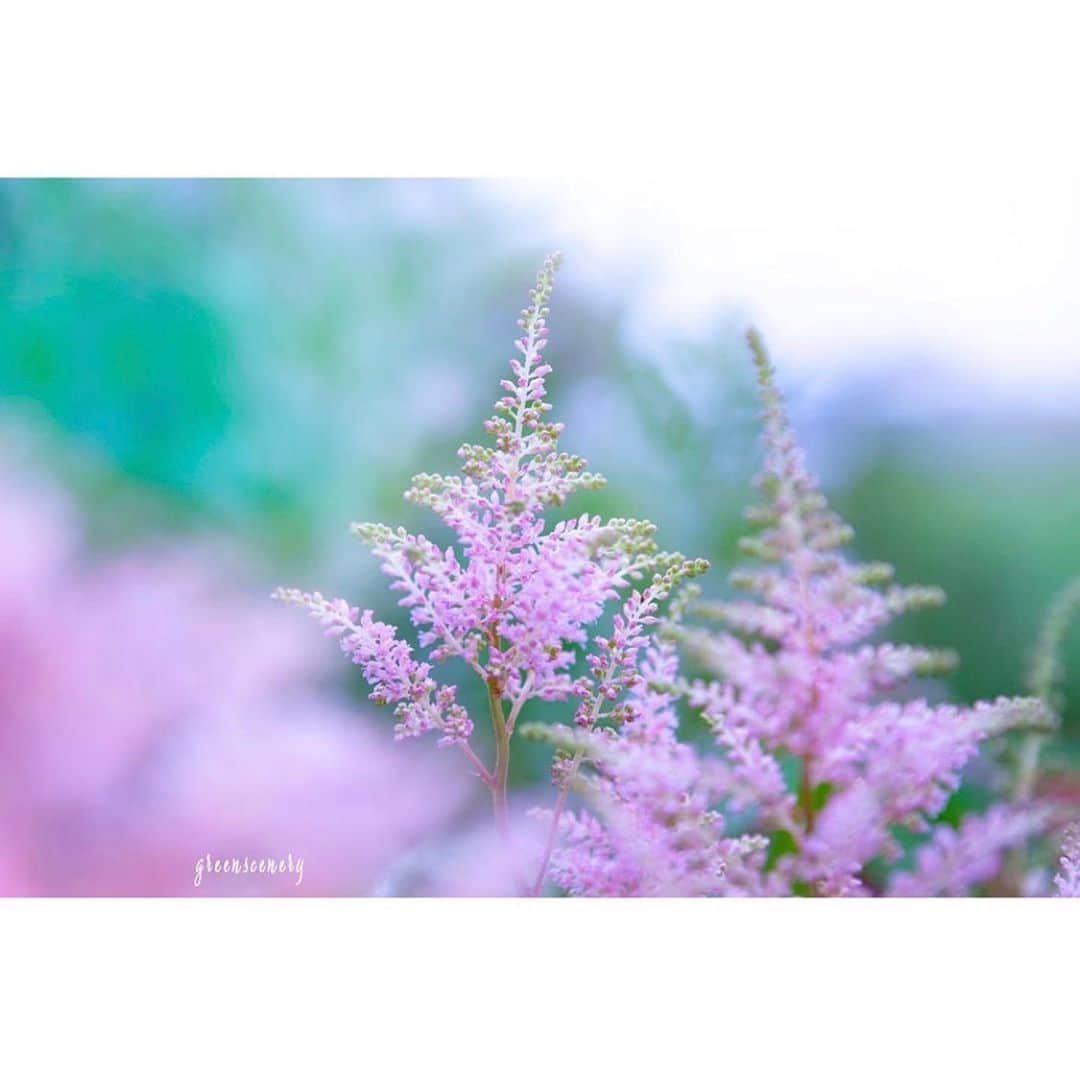 はなまっぷ❁日本の花風景さんのインスタグラム写真 - (はなまっぷ❁日本の花風景Instagram)「🌻🌺はなまっぷの夏まつり🌺🌻 * @green_scenery さんの 夏の花々に花まるを💮 * 暑さに負けずに咲き誇る素敵な夏の花々をありがとうございます😊🌺 * 見頃を過ぎた場所もご紹介させていただきます🌸お出かけの際はHP等で開花状況をご確認お願いします🙏 * 🌈•••🌺•••🌻•••🌺•••🌻•••🌺•••🌈 * 🌺はなまっぷの夏まつり🌺 〜8/31まで #はなまっぷ  のタグの中から、夏のお花のお写真をご紹介させていただきます。期間中はランダムに、複数枚投稿でもご紹介させていただく場合がございます。 * #夏#日本#花#マクロ * 🌈•••🌺•••🌻•••🌺•••🌻•••🌺•••🌈 *」8月29日 8時21分 - hanamap