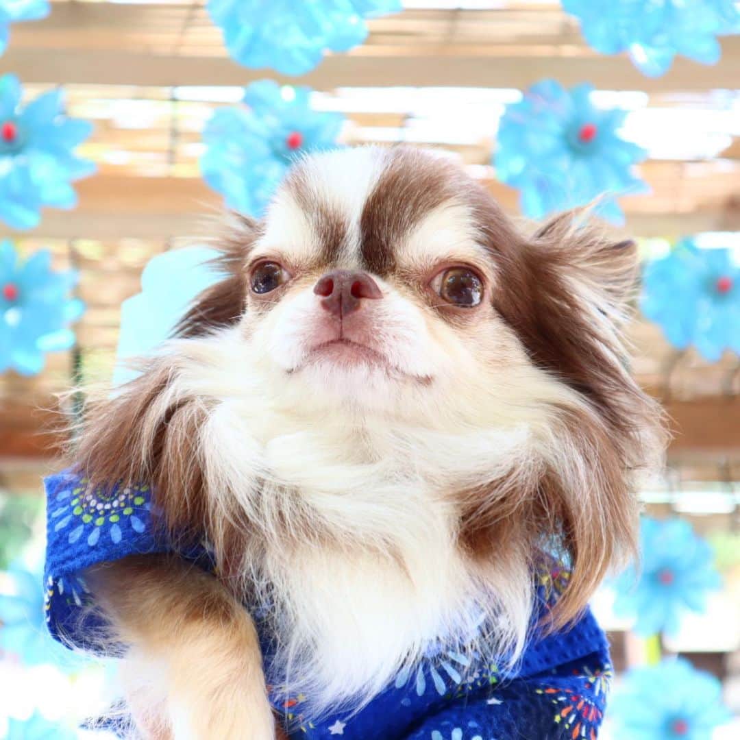 kayoのインスタグラム：「* * 風車も可愛かった😆💙💗💛 * * Lychee💗🎐 * * #風車 chihuahua#chihuahualove#dogstgram#dog#instadog#チワワ#チワワ大好き * *」