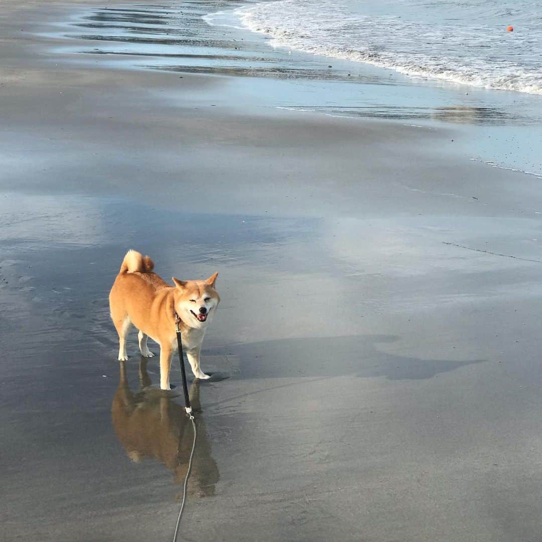 マル子のインスタグラム：「おはよー！  #本体と映ったマル子と影マル子  #マル子  #柴犬  #shiba  #ウユニマル子」