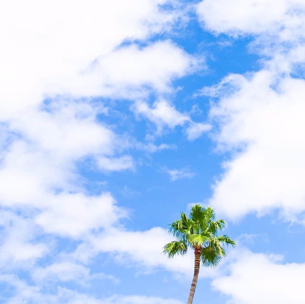THE LUIGANS Spa&Resortさんのインスタグラム写真 - (THE LUIGANS Spa&ResortInstagram)「* しばらくは雨が続きそうな九州北部地方 ヤシの木も青空を待ちわびています * Waiting for the Summer blue * #luigans #theluigans #resort #resorhotel #fukuoka #sky #palmtrees #bluesky #マリンワールド #ルイガンズ #海の中道海浜公園」8月29日 8時42分 - theluigans