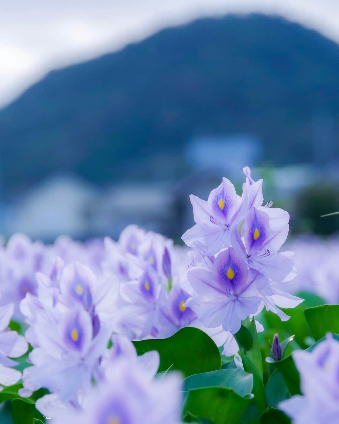 のインスタグラム：「. Strange purple . . 二上山とホテイアオイ 紫の独特な花が不思議で美しい✨ . . . Nijo-mountain and water hyacinth. A purple peculiar flower is strange and beautiful.」