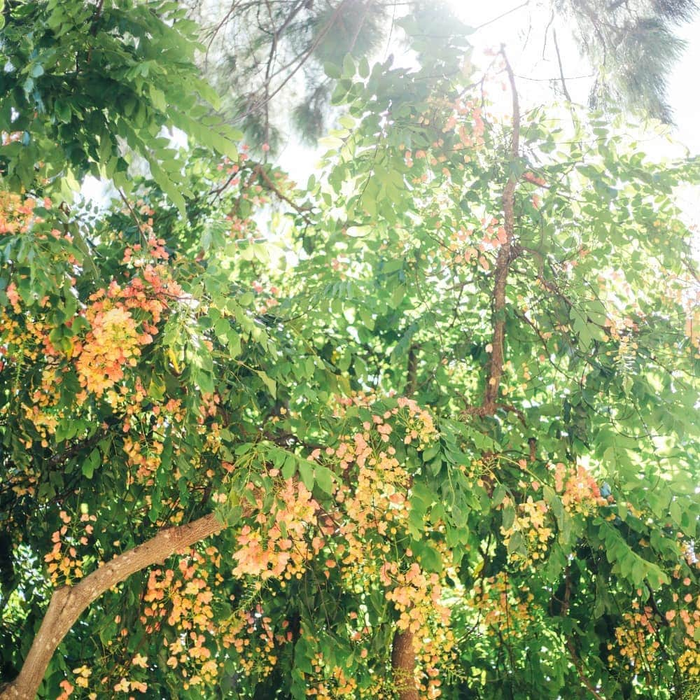 Instagenic Hawaiiさんのインスタグラム写真 - (Instagenic HawaiiInstagram)「Aloha🌺  600000㎡もの敷地面積がある、カピオラニ公園  緑の芝生に座って、風を感じながら ぼーっとする時間もいいですよね😊  #ハワイ # hawaii #オアフ島 #oahu #ワイキキ #waikiki #カピオラニ公園  #カピオラニパーク #ダイヤモンドヘッド #リラックス #リラックスタイム #芝生 #芝生映え #自然が好き  #自然観察 #風 #風が気持ちいい #ハワイの風 #ハワイの風景」8月29日 9時15分 - gohawaii_jp