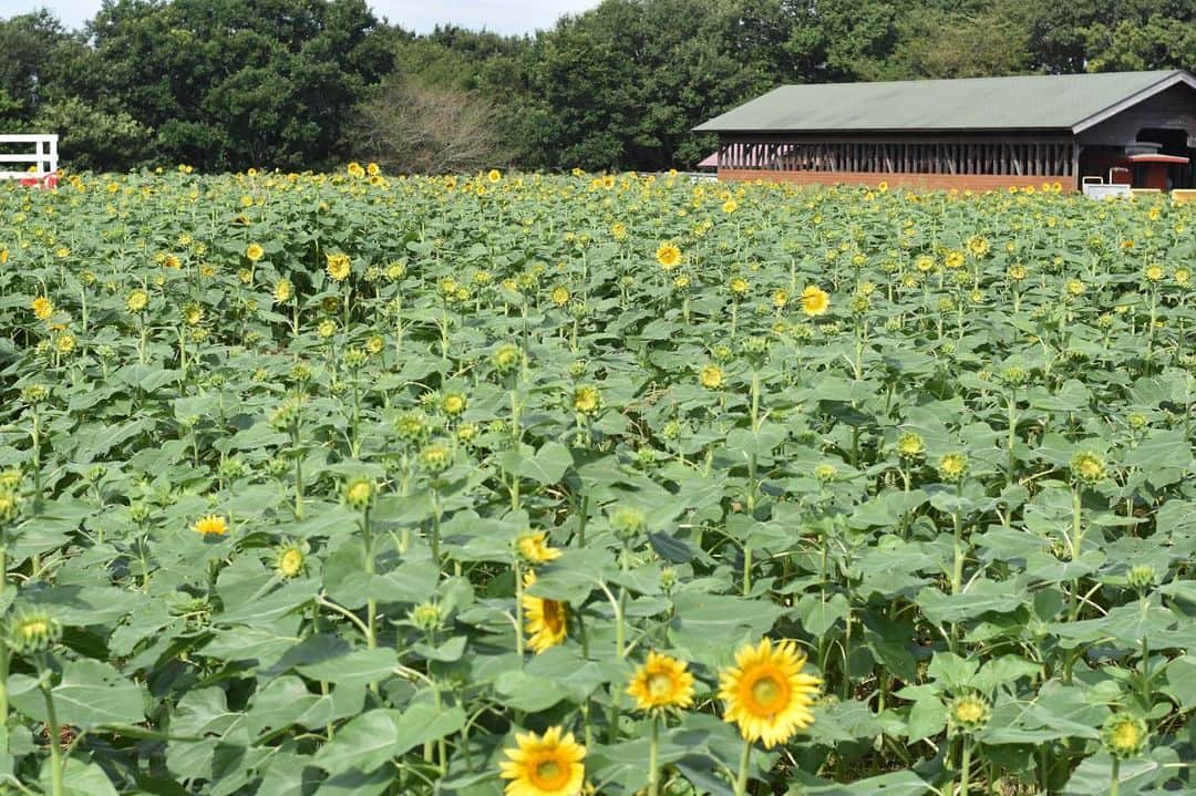 成田ゆめ牧場さんのインスタグラム写真 - (成田ゆめ牧場Instagram)「ひまわり迷路第6会場は、 現在ほとんどお辞儀です😭 第7会場は現在1,2割咲きのため、 29,30日は2つの会場を同時開催いたします。 第7は今週末には5割咲きの見込みです。  開花状況をご確認いただき、 ご来場をご検討いただければ幸いです🙇‍♀️😣 また、迷路隣にある ミニひまわりは見頃です！🌻 #2枚目29日現在の第6会場 #3枚目現在の第7会場 #4枚目迷路の横にあるミニひまわり #ひまわり迷路 #ひまわり #ひまわり畑 #成田ゆめ牧場 #ゆめ牧場 #牧場 #千葉県 #成田 #おでかけ #夏休み #牛乳 #ヨーグルト #ソフトクリーム #naritadreamfarm #farm #farmstagram #sunflower」8月29日 9時17分 - yumebokujo