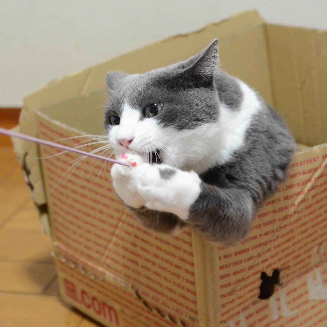 やふさんのインスタグラム写真 - (やふInstagram)「箱から出て欲しくて猫じゃらしで釣ったのに、意地でも出ない… . #cat #neko #catlovers #catsofinstagram #catstagram #instacat #猫 #ねこ #ネコ #保護猫 #もも」8月29日 9時54分 - kyafy