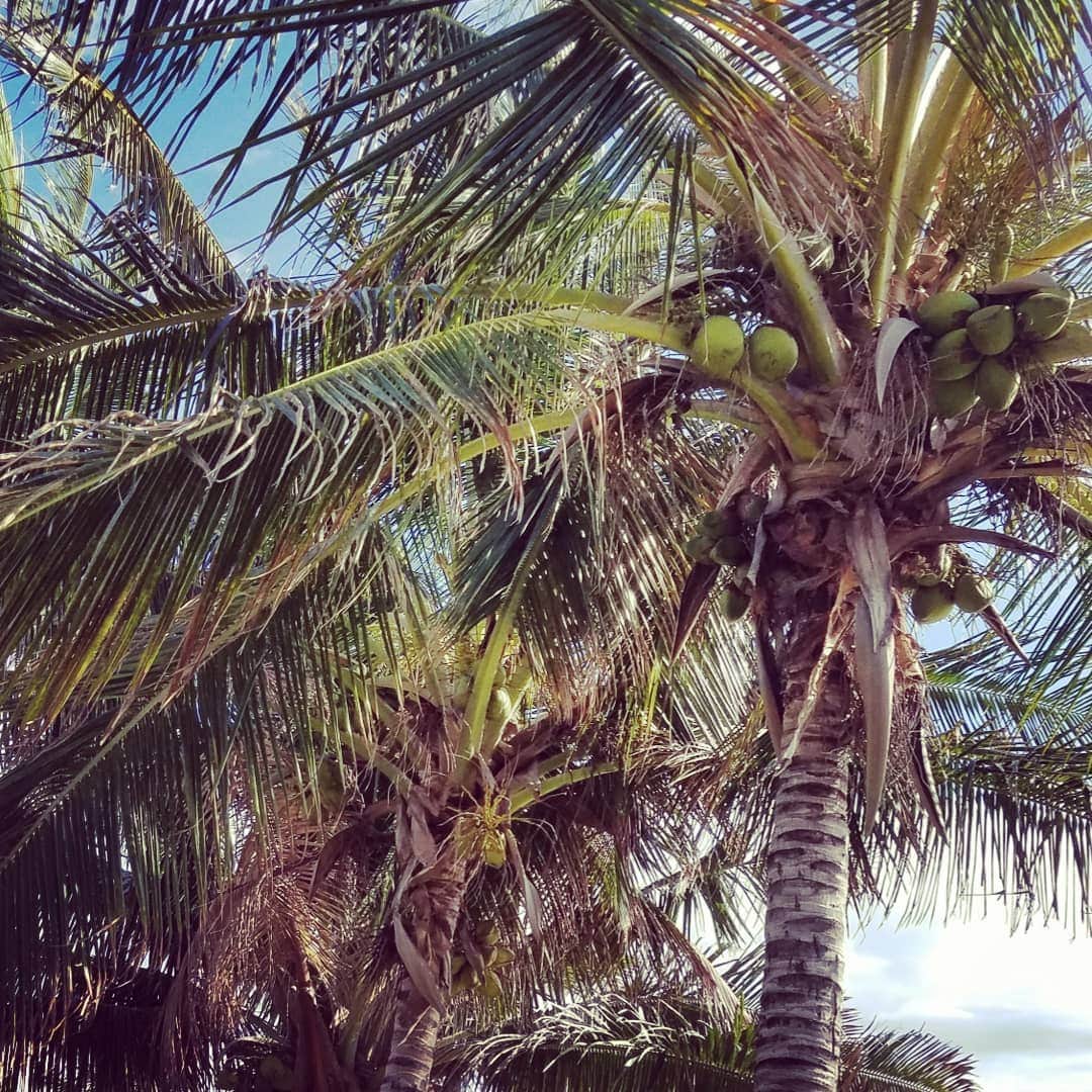 小錦千絵（TAUPOU）さんのインスタグラム写真 - (小錦千絵（TAUPOU）Instagram)「Beautiful... 自然て素晴らしい…✨✨✨☀️✨ #海  #ビーチ  #maili  #konishikishouse  #konishiki夫妻  #自然  #ネイチャー  #nature」8月29日 11時29分 - taupou52