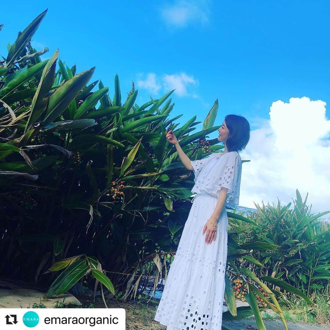 宮崎宣子さんのインスタグラム写真 - (宮崎宣子Instagram)「沖縄へハーブのロケ🌿 実は、次はこのハーブを使ったものを次回作に考えております😊 ボディーソープで体臭が改善された方から一番多いリクエストを、次は開発しております！ 全国のハーブの取材をしてみたい。 @emaraorganic  #herbalife #herbalist #herb #okinawa #getto #沖縄 #ハーブ旅 #ハーバルセラピスト #宮崎宣子 #次作 #開発中」8月29日 11時38分 - miyazaki_nobuko