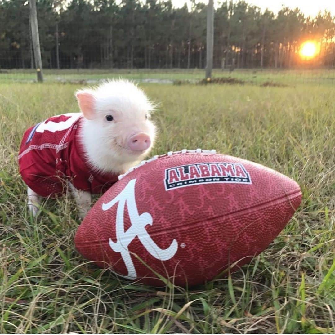 Priscilla and Poppletonさんのインスタグラム写真 - (Priscilla and PoppletonInstagram)「Who else is squeally excited it’s football season! ROLL TIDE! Who are you rooting for?🐷🏈#tbt #BabyPenn #Alabamafootball #CrimsonTide #GoBama #RollTide #PrissyandPop」8月29日 21時03分 - prissy_pig