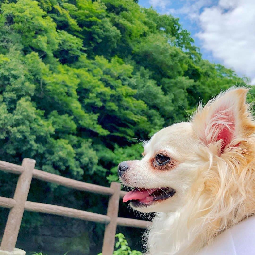 佑聖 さんのインスタグラム写真 - (佑聖 Instagram)「相棒と男旅に来ました🌈🌈🌈 #リグロ #妖狐 #チワワ」8月29日 21時03分 - yousay_kickline