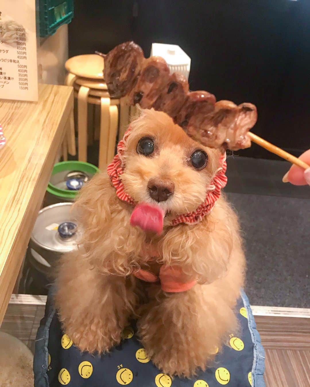 Toypoodle Mikuru?Asakusa Tokyoのインスタグラム：「In Asakusa Yakitori. . シアワセの美味しいオニクを召し上がれ💖 . . 29の日(肉の日)前日 みきゅるんと焼き鳥食べてきましたよ🤤 みきゅるん大喜び😆 . 20190828 Wednesday. . #焼き鳥#toypoodle#トイプードル#タイニープードル#ふわもこ部#犬バカ部#東京トイプードル #poodlesofinstagram#igersjp#purapurafamily @i.am.mikuru #토이푸들」