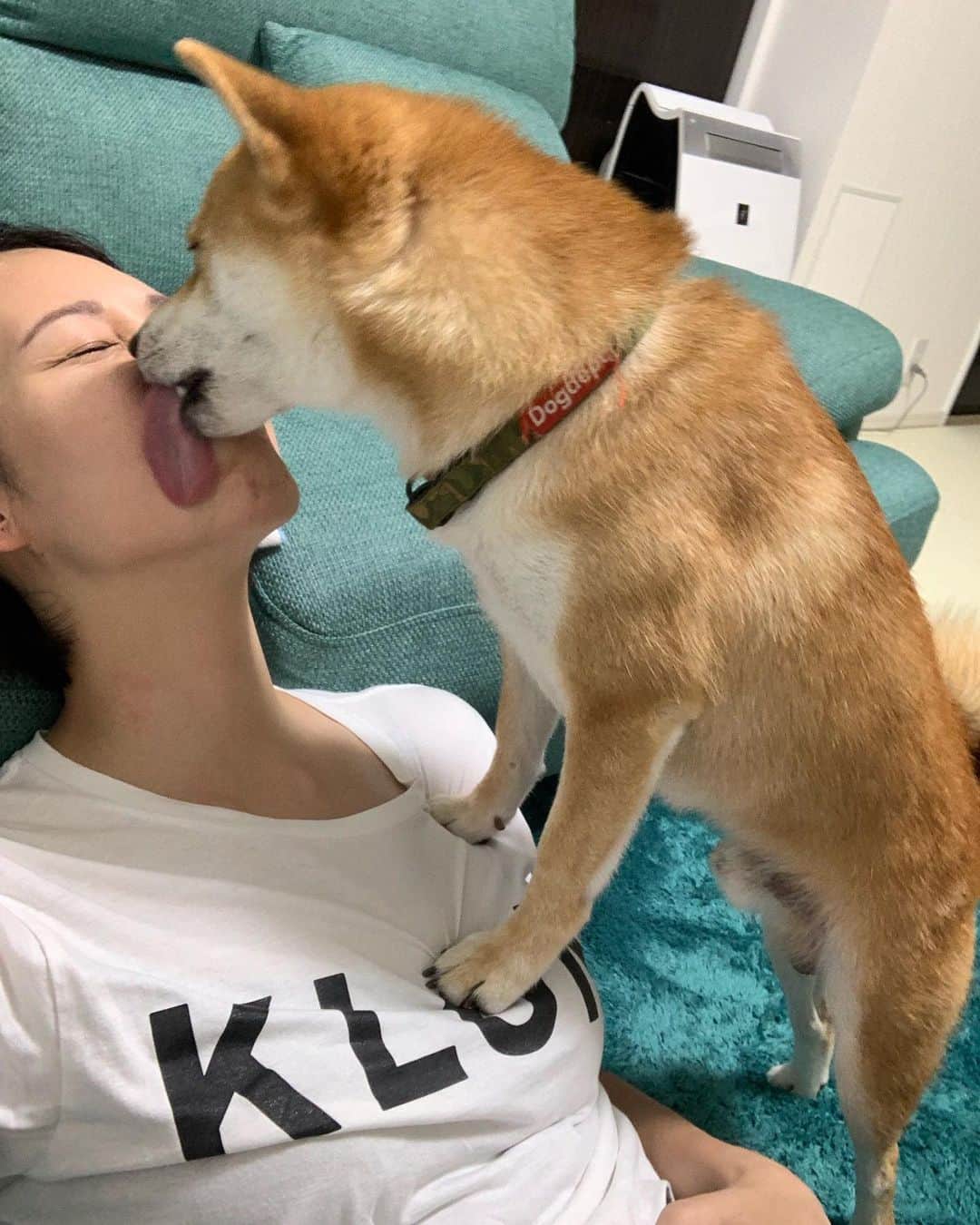 のインスタグラム：「. . だいずくんからの熱烈な おかえりのちゅー💋 . . お留守番ありがとう😭 . . 9月はいつもに増してお留守番 たくさんになってしまう😭😭 . だいずくんがんばろうね😭😭 . . #だいず #だいず🐕💓 #豆柴 #豆柴部  #柴犬 #しばいぬ  #犬のいる暮らし#🐶 #🐕#いぬすたぐらむ #ワンスタグラム #しばすたぐらむ #mameshiba#shibainu#shibastagram #柴犬好きさんと繋がりたい #柴犬のいる暮らし #柴犬ライフ」