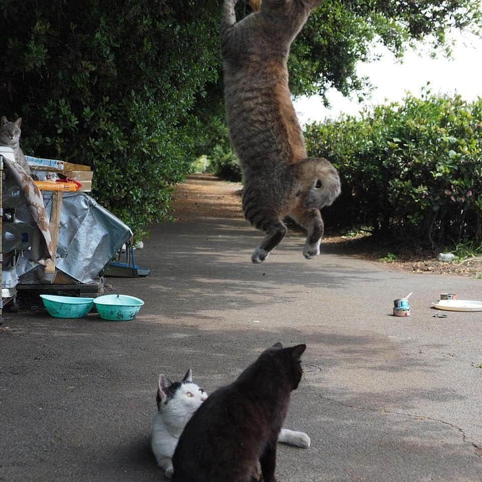 路地裏のにゃん吉さんのインスタグラム写真 - (路地裏のにゃん吉Instagram)「I Can Fly！  #生き抜け野良猫 スリスリと牛ちゃん #แมว #igersjp#ねこ#猫#ig_japan#ねこ部#ふわもこ部#kittens_of_world #にゃんすたぐらむ#みんねこ #cats#ファインダー越しの私の世界 #catsofinstagram#catstocker#gatto#catloversclub#ペコねこ部#ピクネコ #東京カメラ部#icu_japan#team_jp_西 #고양이#nekoclub #catstagram#japan_photo_now #bestcatclub #katze #balousfriends#ファインダーは私のキャンパス」8月29日 21時28分 - nyankichi5656