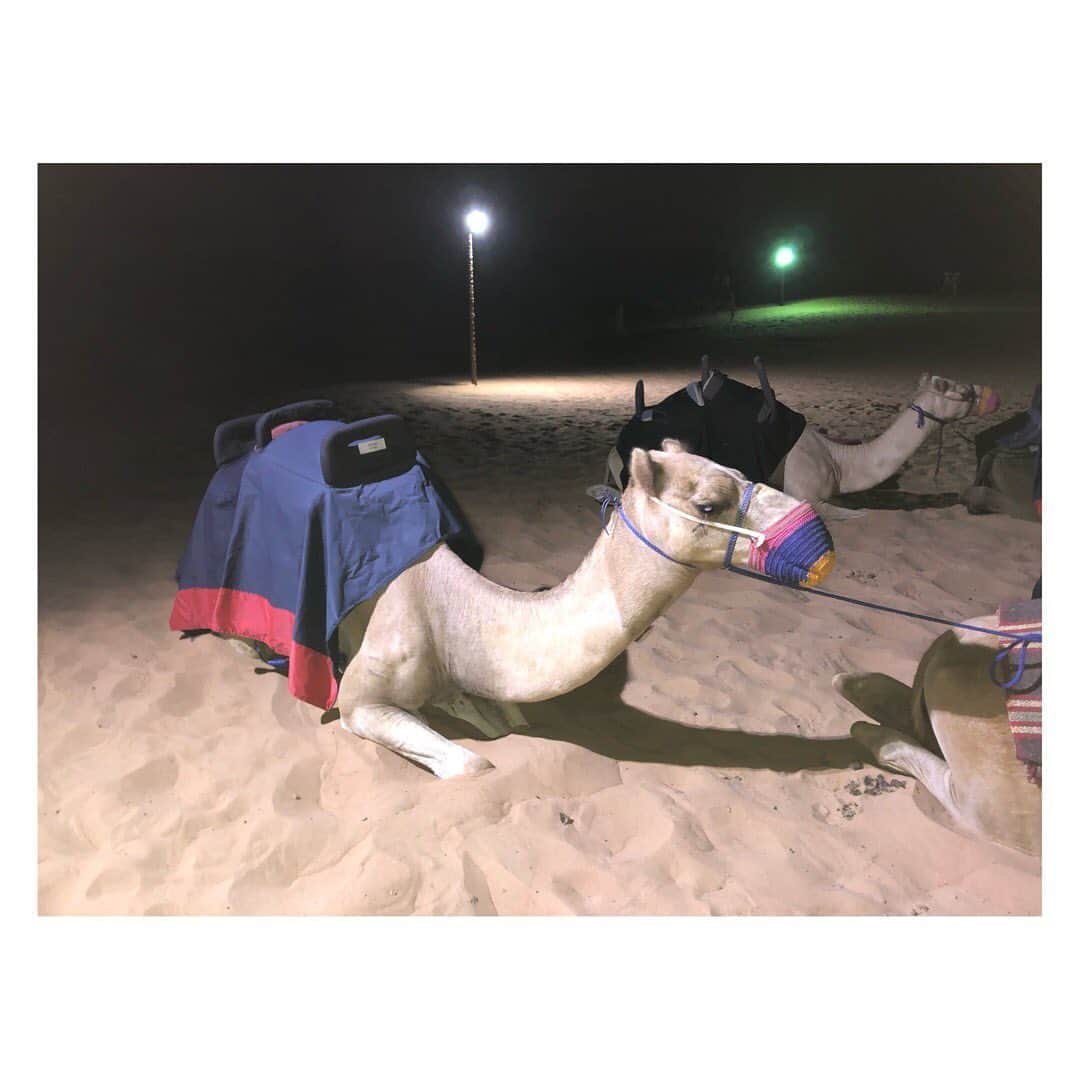 植田早紀のインスタグラム：「New friends in Australian◡̈♥︎I enjoyed riding Camel with them🐫❣️ ・ ・  #camel #dessertsafari #dubai」