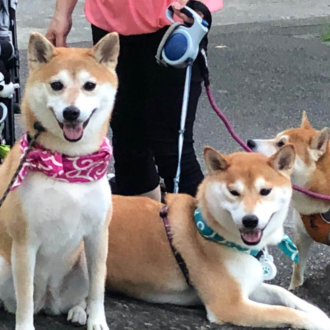 高橋みゆきさんのインスタグラム写真 - (高橋みゆきInstagram)「久しぶりに彼女と🐶💕心ノ祐産んでからなかなかゆっくり散歩出来なかったけど…最近は散歩も前みたいに出来てます🐶🎶クラ吉いつものお友達といると落ち着くのかな☺️ #クラ吉 #犬友さん #ツンデレ彼女 #今日なんでか怒られた #笑」8月29日 22時21分 - shin_miyukichi