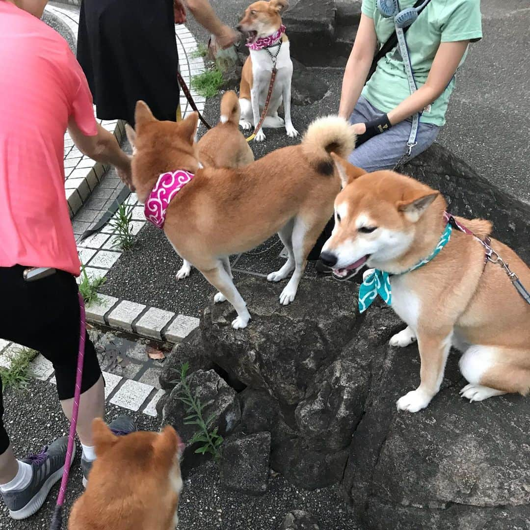 高橋みゆきさんのインスタグラム写真 - (高橋みゆきInstagram)「久しぶりに彼女と🐶💕心ノ祐産んでからなかなかゆっくり散歩出来なかったけど…最近は散歩も前みたいに出来てます🐶🎶クラ吉いつものお友達といると落ち着くのかな☺️ #クラ吉 #犬友さん #ツンデレ彼女 #今日なんでか怒られた #笑」8月29日 22時21分 - shin_miyukichi