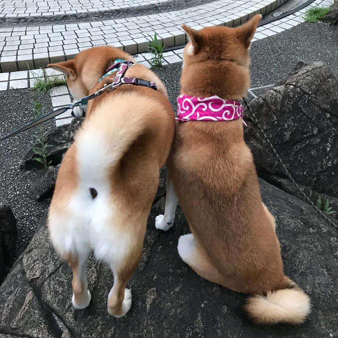 高橋みゆきさんのインスタグラム写真 - (高橋みゆきInstagram)「久しぶりに彼女と🐶💕心ノ祐産んでからなかなかゆっくり散歩出来なかったけど…最近は散歩も前みたいに出来てます🐶🎶クラ吉いつものお友達といると落ち着くのかな☺️ #クラ吉 #犬友さん #ツンデレ彼女 #今日なんでか怒られた #笑」8月29日 22時21分 - shin_miyukichi