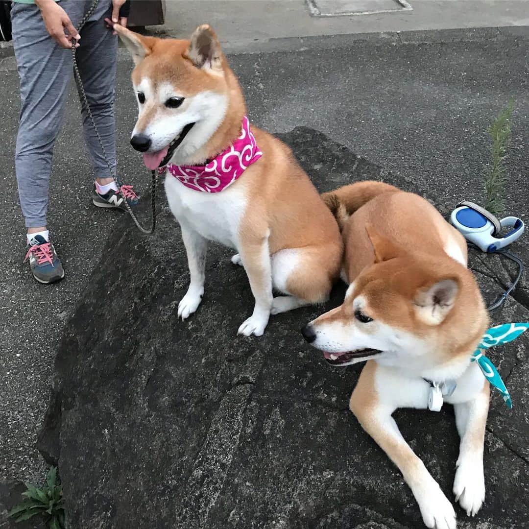 高橋みゆきのインスタグラム：「久しぶりに彼女と🐶💕心ノ祐産んでからなかなかゆっくり散歩出来なかったけど…最近は散歩も前みたいに出来てます🐶🎶クラ吉いつものお友達といると落ち着くのかな☺️ #クラ吉 #犬友さん #ツンデレ彼女 #今日なんでか怒られた #笑」