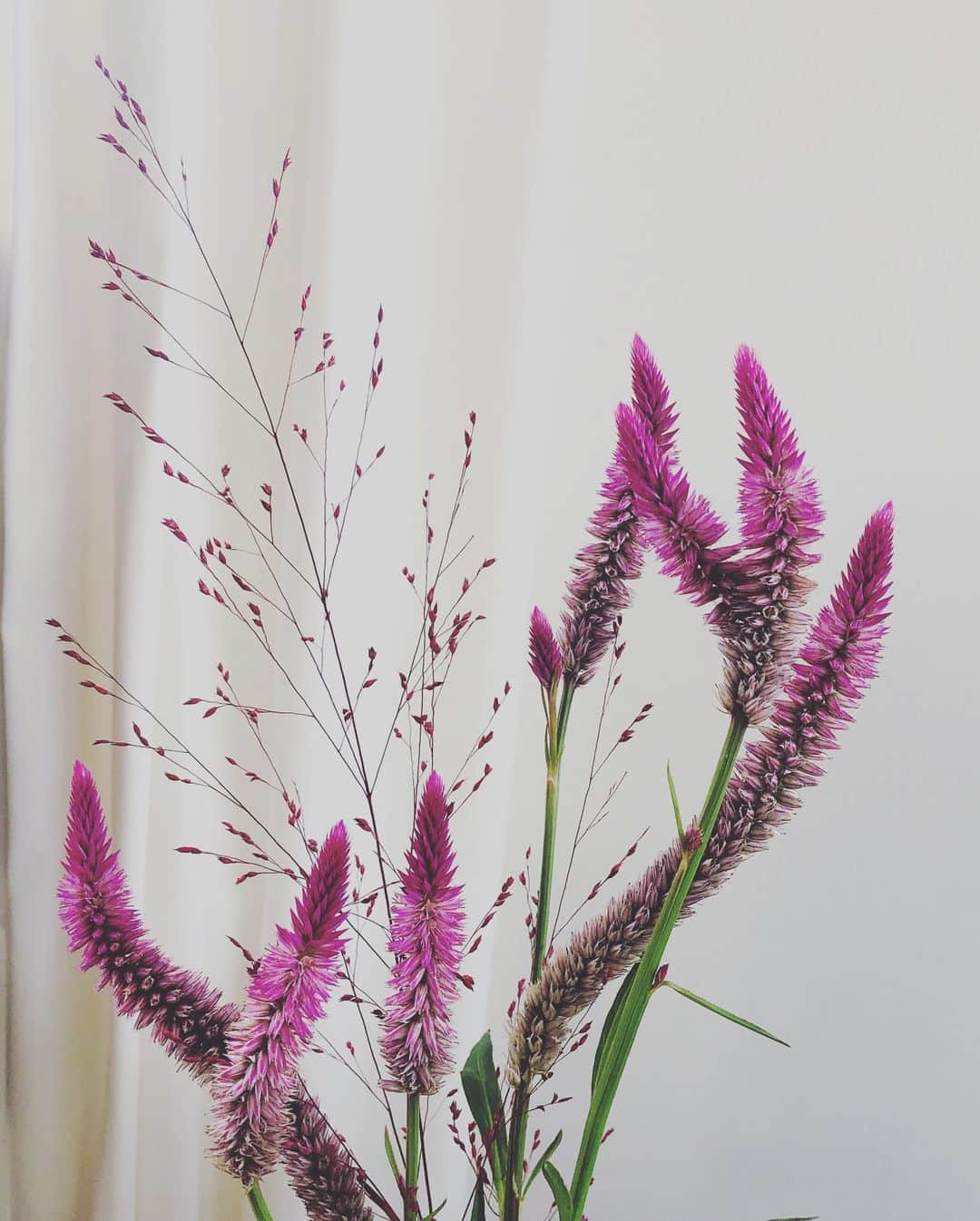 純名里沙さんのインスタグラム写真 - (純名里沙Instagram)「久しぶりのお花シリーズ💐 やっぱり、お部屋にお花を飾ると気持ちが違う。。🍀 ・ でも、今までの写真を見ると、姿形は違えどもこの色味が好きみたい。。不思議です（笑） ・ #お花 #flower #癒される」8月29日 14時18分 - risajunna3158
