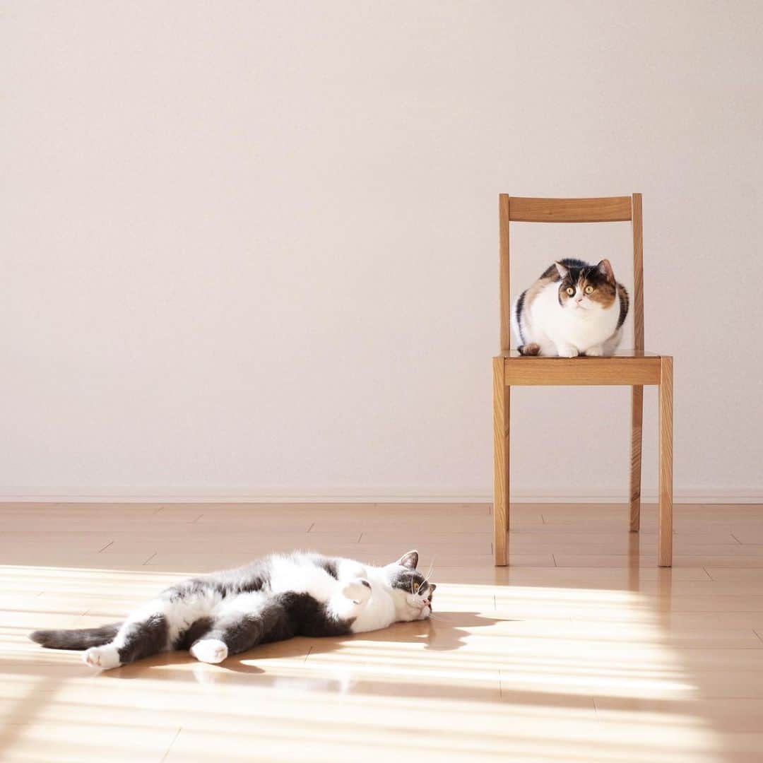 guremikeのインスタグラム：「#guremike #photography #photooftheday #catlife #animal #cat #neko #love #kawaii」