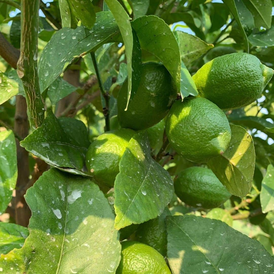 瀬戸内レモン農園さんのインスタグラム写真 - (瀬戸内レモン農園Instagram)「.﻿ こんにちは🍋﻿ ﻿ ﻿ 8月のレモン農園の様子です(^^)﻿ 弊社は広島県の生口島（いくちじま）に﻿ グループ農園をもっています☺️﻿ ﻿ ヤマトフーズはレモスコ以外にも﻿ 丸ごと使える瀬戸内レモンの﻿ 特徴を生かした商品をたくさん扱っています。﻿ ﻿ ﻿ これからもレモンの魅力を発信していきます💪﻿ ﻿ ﻿ 冬の時期はこちらの農園で栽培した﻿ レモンも通販サイトで販売予定です✨﻿ ﻿ お楽しみに(^o^)ﾉ﻿ ﻿ ﻿ #レモスコ #レモスコRED #瀬戸内レモン農園 #瀬戸内レモン #ヤマトフーズ #レモン #レモン農園 #檸檬 #Lemon #love #農園 #グリーンレモン」8月29日 14時51分 - yamatofoods