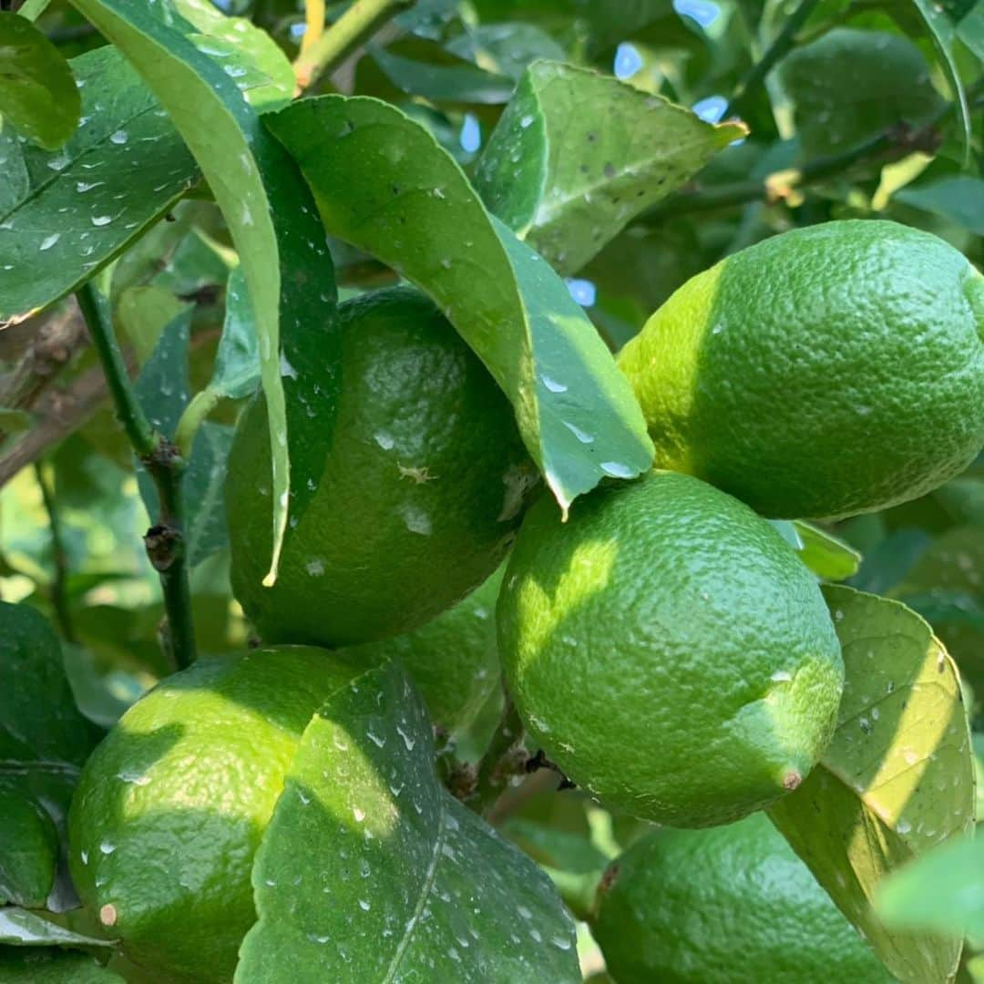 瀬戸内レモン農園さんのインスタグラム写真 - (瀬戸内レモン農園Instagram)「.﻿ こんにちは🍋﻿ ﻿ ﻿ 8月のレモン農園の様子です(^^)﻿ 弊社は広島県の生口島（いくちじま）に﻿ グループ農園をもっています☺️﻿ ﻿ ヤマトフーズはレモスコ以外にも﻿ 丸ごと使える瀬戸内レモンの﻿ 特徴を生かした商品をたくさん扱っています。﻿ ﻿ ﻿ これからもレモンの魅力を発信していきます💪﻿ ﻿ ﻿ 冬の時期はこちらの農園で栽培した﻿ レモンも通販サイトで販売予定です✨﻿ ﻿ お楽しみに(^o^)ﾉ﻿ ﻿ ﻿ #レモスコ #レモスコRED #瀬戸内レモン農園 #瀬戸内レモン #ヤマトフーズ #レモン #レモン農園 #檸檬 #Lemon #love #農園 #グリーンレモン」8月29日 14時51分 - yamatofoods