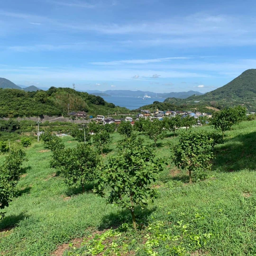 瀬戸内レモン農園さんのインスタグラム写真 - (瀬戸内レモン農園Instagram)「.﻿ こんにちは🍋﻿ ﻿ ﻿ 8月のレモン農園の様子です(^^)﻿ 弊社は広島県の生口島（いくちじま）に﻿ グループ農園をもっています☺️﻿ ﻿ ヤマトフーズはレモスコ以外にも﻿ 丸ごと使える瀬戸内レモンの﻿ 特徴を生かした商品をたくさん扱っています。﻿ ﻿ ﻿ これからもレモンの魅力を発信していきます💪﻿ ﻿ ﻿ 冬の時期はこちらの農園で栽培した﻿ レモンも通販サイトで販売予定です✨﻿ ﻿ お楽しみに(^o^)ﾉ﻿ ﻿ ﻿ #レモスコ #レモスコRED #瀬戸内レモン農園 #瀬戸内レモン #ヤマトフーズ #レモン #レモン農園 #檸檬 #Lemon #love #農園 #グリーンレモン」8月29日 14時51分 - yamatofoods