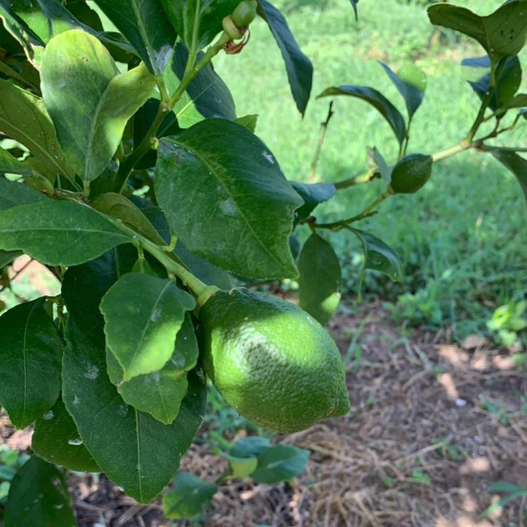 瀬戸内レモン農園さんのインスタグラム写真 - (瀬戸内レモン農園Instagram)「.﻿ こんにちは🍋﻿ ﻿ ﻿ 8月のレモン農園の様子です(^^)﻿ 弊社は広島県の生口島（いくちじま）に﻿ グループ農園をもっています☺️﻿ ﻿ ヤマトフーズはレモスコ以外にも﻿ 丸ごと使える瀬戸内レモンの﻿ 特徴を生かした商品をたくさん扱っています。﻿ ﻿ ﻿ これからもレモンの魅力を発信していきます💪﻿ ﻿ ﻿ 冬の時期はこちらの農園で栽培した﻿ レモンも通販サイトで販売予定です✨﻿ ﻿ お楽しみに(^o^)ﾉ﻿ ﻿ ﻿ #レモスコ #レモスコRED #瀬戸内レモン農園 #瀬戸内レモン #ヤマトフーズ #レモン #レモン農園 #檸檬 #Lemon #love #農園 #グリーンレモン」8月29日 14時51分 - yamatofoods