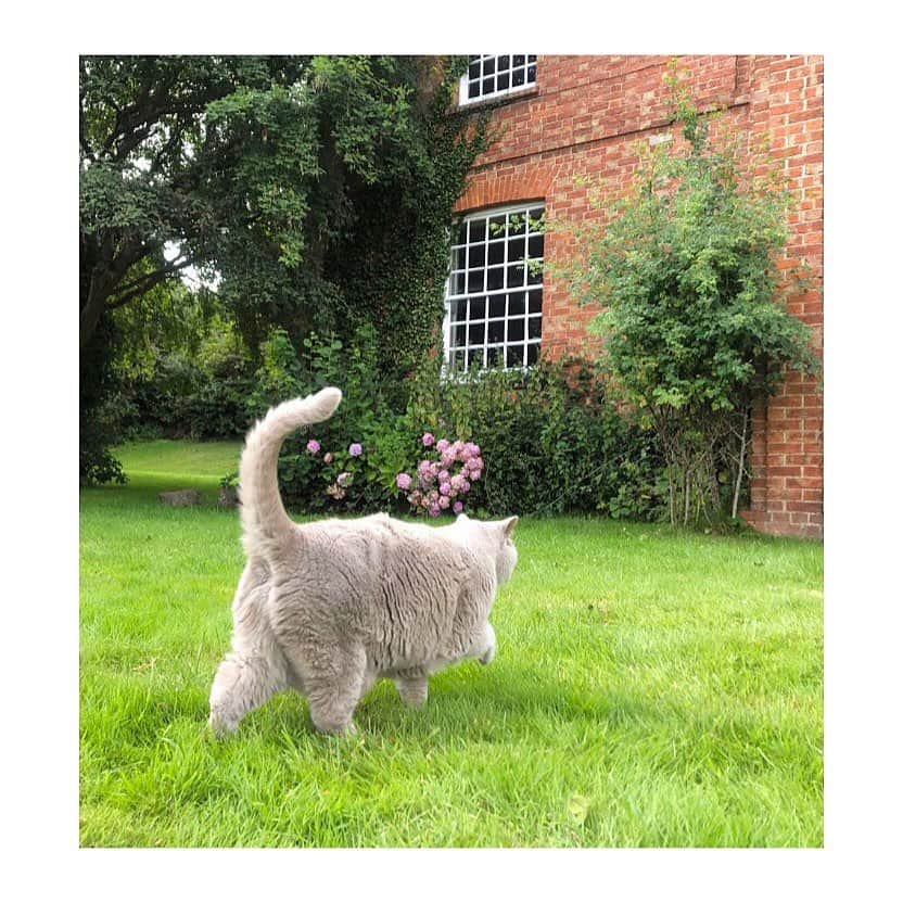 のインスタグラム：「#callaughtonfarm 👀 #fatlump  And it’s back to London!」