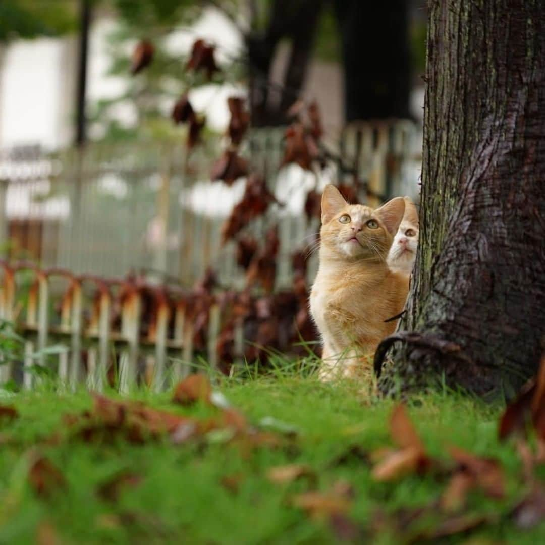 NEKOくらぶさんのインスタグラム写真 - (NEKOくらぶInstagram)「|| 🐾登ってみる？⠀ @ivkt42 さんの作品ですにゃ（＝ΦωΦ＝）⠀ *⠀ いいね！＆コメント大歓迎！！⠀ *⠀ #nekoclub #NEKOくらぶ #Japan #Photo #写真 #日本 #cat #ネコ #ねこ #猫 ⠀ Follow: @nekoclub_jpn⠀ *⠀ ▼【廣済堂出版共同企画】NEKOくらぶの皆さまとつくる「NEKOくらぶ写真集」、発売中♪（＝ΦωΦ＝）⠀ ※詳細は本アカウント「 @nekoclub_jpn 」のプロフィールに固定しているハイライトから」8月29日 16時00分 - nekoclub_jpn