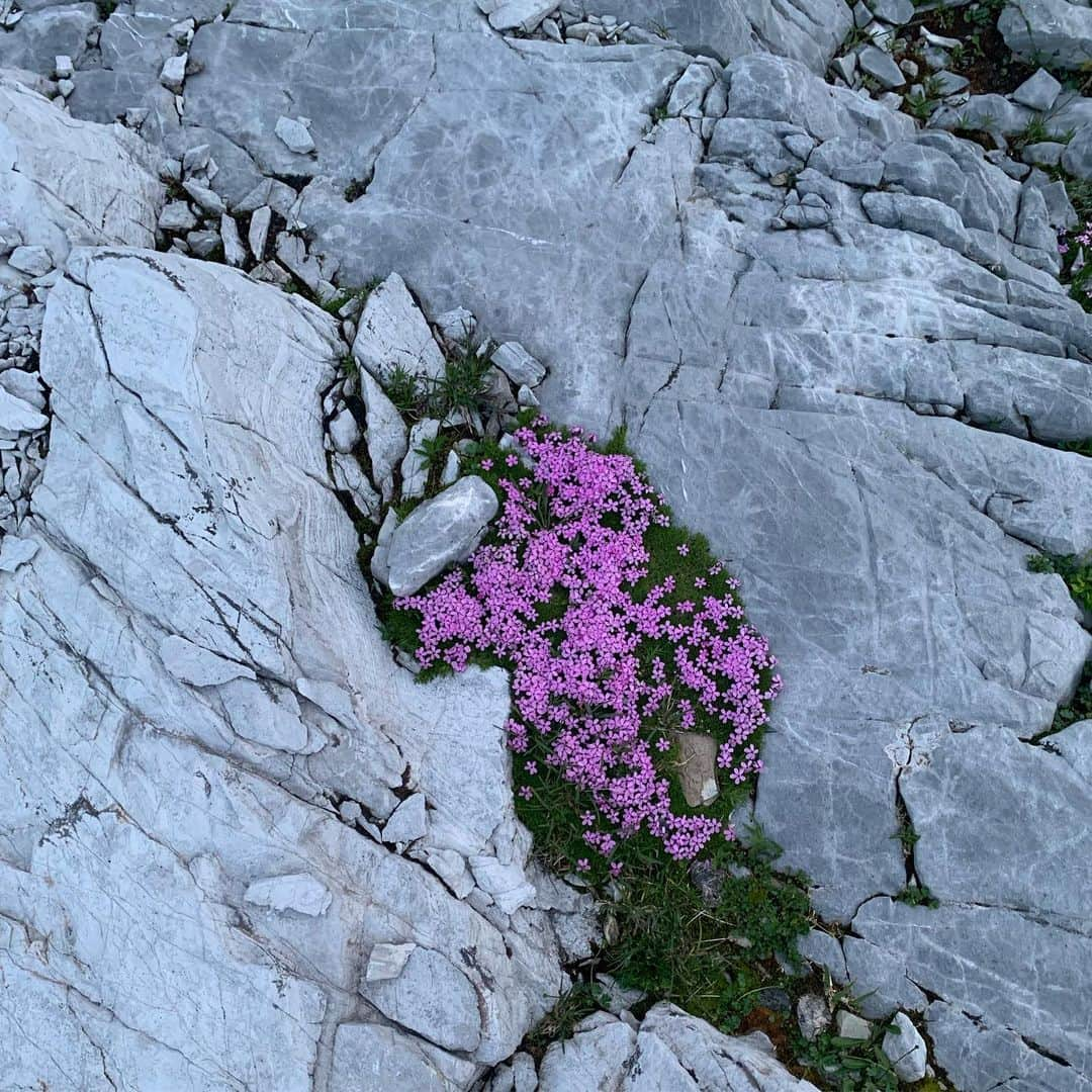 バーバラ・ザンガールさんのインスタグラム写真 - (バーバラ・ザンガールInstagram)「„Zeit zum Atmen“ is one of those alpine climbs, I always wanted to do. Pio Jutz opened this route in 2002 at the „Rote Wand“ / Arlberg region. Glad we made it to the top yesterday, together with @jacopolarcher ! What a day/What a line!!!! Thanks Pio! ••••••••••••••••••••••••• 7-pitches: 7c,8a,8a+,7c+,7c,8b,8b/+ FFA Jörg Andreas, second FA Amann Mark」8月29日 15時55分 - babsizangerl