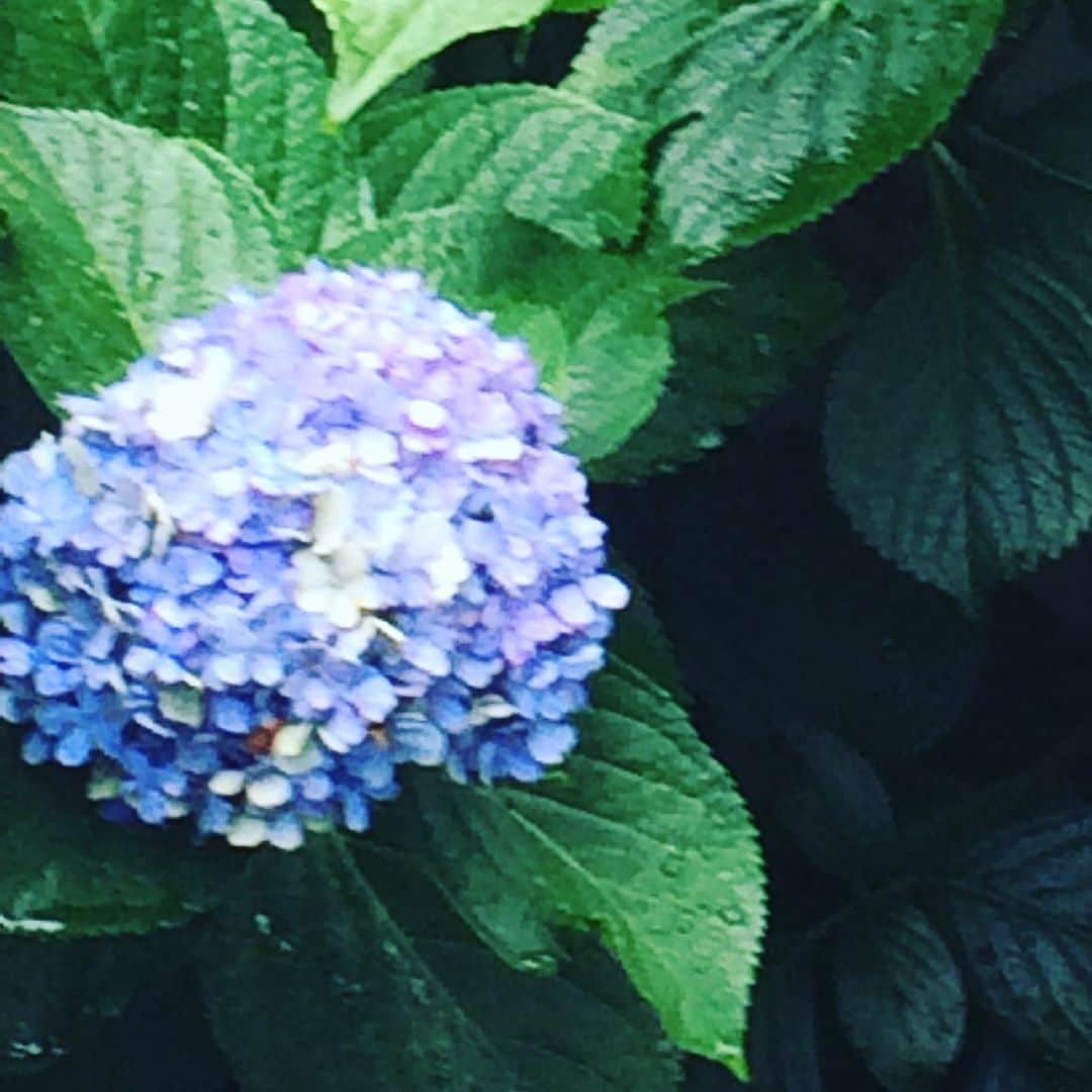 黒川忠文さんのインスタグラム写真 - (黒川忠文Instagram)「夏も終わろうとしている。 ふと遅咲きの紫陽花があるのに気付いた。  季節を間違えてもいい 遅くたっていい しっかりと咲かせたい。 「アンバランス」の花を！  寒っ！恥ずーー！ 🤣すいませーん！」8月29日 15時58分 - kurokawatadafumi