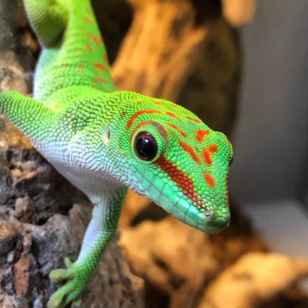 和田美枝のインスタグラム：「森さん少し大きくなりました🦎🦎🦎 #爬虫類 #グランディスヒルヤモリ #名前は #森さん #同じ色の #スニーカー #adidas」
