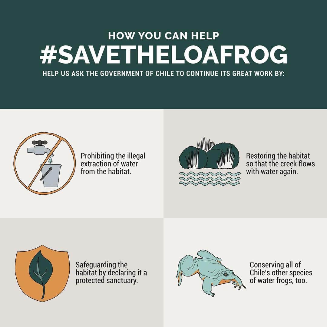 レオナルド・ディカプリオさんのインスタグラム写真 - (レオナルド・ディカプリオInstagram)「The government of Chile and a team of conservationists have done an incredible job responding swiftly to try to rescue the Loa Water Frog from extinction, bringing the last few to the National Zoo of Chile to be nursed back to health. Share this message to encourage continued actions to #SaveTheLoaFrog! Share to spread the word. #SalvemosLasRanitasDelLoa  Source: @global_wildlife_conservation  @mmachile @carolinaschmidtz @mmaantofagasta @calamacultural @municipalidadcalama2019 @parquemetminvu @red.chilena.herpetologia, @cisunab, @Minvuchile and @cristianmonckeberg」8月29日 22時37分 - leonardodicaprio