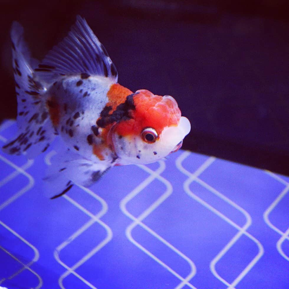 ローチケ（ローソンチケット）さんのインスタグラム写真 - (ローチケ（ローソンチケット）Instagram)「#すみだ水族館 懐かしさを感じながら #金魚 #鑑賞 #東京金魚ワンダーランド 2019開催中🎉  東京スカイツリータウン内にある水族館・すみだ水族館🐟令和元年となる今年は“懐かしさ”をテーマに展開中✨  日本最大級の金魚展示ゾーン江戸リウムでは昭和の雰囲気漂うレトロな空間に大変身💥どこか懐かしい気持ちになりながら金魚鑑賞に浸ることができます✨  ローチケでは、すみだ水族館入館チケットを販売中🎫 詳しくは 「すみだ水族館　ローチケ」でネット検索📲  #sumidaaquarium #水族館 #kingyo #東錦 #レトロ #かわいい #昭和レトロ #ノスタルジー #家族でお出かけ #子どもとお出かけ #親子でおでかけ #昭和の雰囲気 #懐かしい #インスタジェニック #aquarium #goldfish #fishofinstagram #asakusa #calicooranda #butterflytelescope #goldfishunion  #ローチケ #lawsonticket」8月29日 17時55分 - lawson_ticket