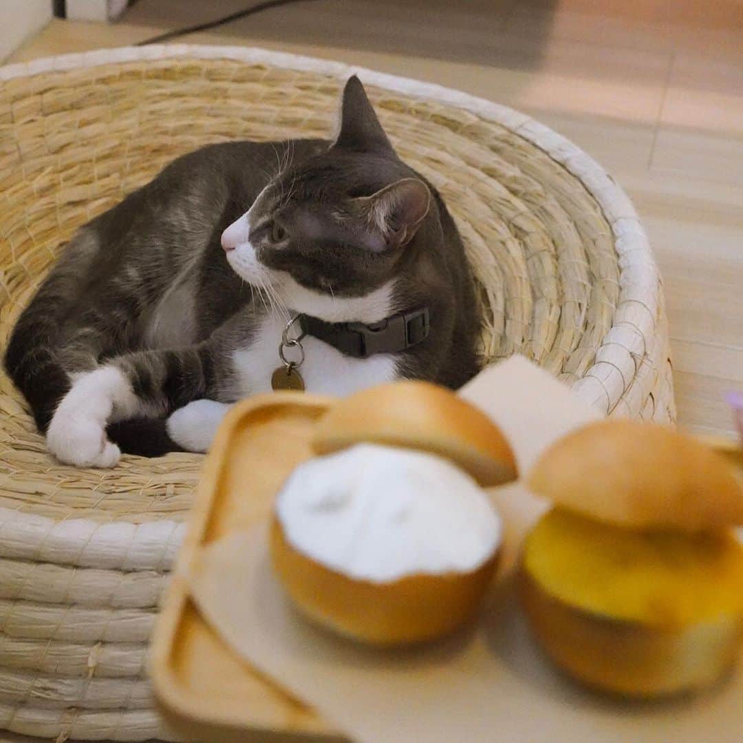 紀卜心さんのインスタグラム写真 - (紀卜心Instagram)「小圓麵包與貓咪🐈」8月29日 18時02分 - eatzzz7