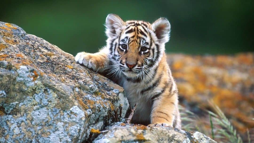 Baby Animalsさんのインスタグラム写真 - (Baby AnimalsInstagram)「Tiger cub going for a climb!」8月29日 17時58分 - thebabyanimals