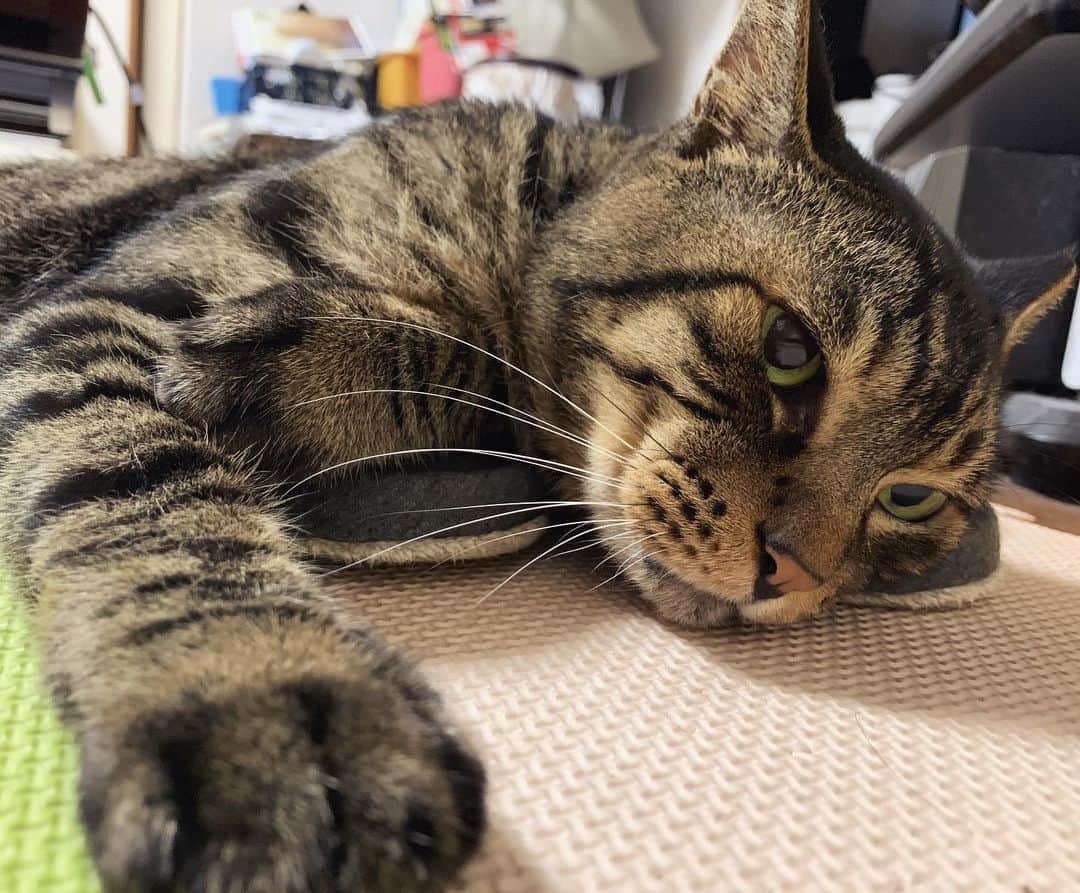 Musashiさんのインスタグラム写真 - (MusashiInstagram)「夕方ムサシさん。スリッパ枕でゴロ寝。Lie down. #musashi #mck #cat #キジトラ #ムサシさん #ねこすたぐらむ #musashi_the_cat」8月29日 18時28分 - _daisy