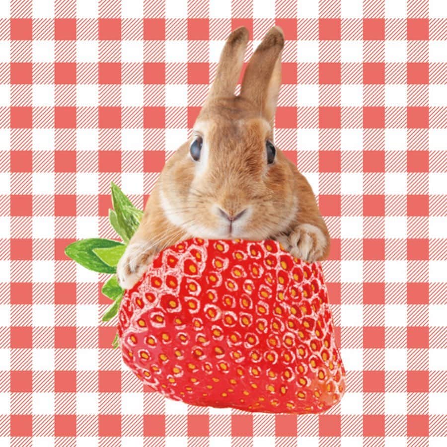 のインスタグラム：「うさぎしんぼる展2019(浅草橋)の新作ぷーまーみーグッズのご紹介です😄 初のスマホリングや、もふもふ戦士グッズは要チェックです😂 2枚目  ミニハンカチタオル(3種類) 3枚目  スマホリング(4種類) 4枚目  くるみぼたんヘアゴム 5枚目  プーチンのストロベリーアクキー 6枚目  もふもふ戦士お絵かきブック (中紙はスケッチブックみたいに厚紙になってます) 7枚目  もふもふ戦士キラキラアクキー  これに加え、もふもふ戦士クリアファイルとにんじんバスケットぷーまーみーの付箋セットがあります🥕  今回新作もりもりなのでぜひ遊びに来てくださいね！ うさぎしんぼる展2019(浅草橋)は9月13日金曜日から✨ ＊ ＊ ＊ #うさぎ #rabbit #bunny #ふわもこ部  #WeeklyFluff #igersjp  #tokyocameraclub #東京カメラ部  #神戸カメラ部  #bunnystagram  #ハンドメイド  #うさぎグッズ  #うさぎ部 #ホーランドロップ #hollandlop  #ファインダー越しの私の世界 #art_of_japan #aoj_bokeh」
